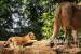 Seekor anak singa (Panthera leo) bersama induknya bermain di dalam kandang satwa di Kebun Binatang Bandung, Jawa Barat, Selasa (4/1/2022). Koleksi binatang di Kebun Binatang Bandung bertambah setelah dua ekor anak singa yang diberi nama Baha dan Gia lahir dengan normal pada 28 November 2021. 