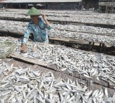 Sejumlah pekerja menjemur ikan asin di Perkampungan Nelayan Muara Angke, Jakarta Utara, Ahad (11/9). Saat ini harga ikan asin di Ibu Kota merosot tajam, sekitar 40 persen. (Republika/Aditya Pradana Putra)