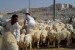 Sejumlah pembeli memilih domba yang akan digunakan untuk membayar dam (denda) di pasar ternak Kaqiyah, Makkah, Arab Saudi. 
