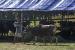 Seorang pedagang menarik sapi kurban yang akan dijual di Mataram, NTB, Jumat (8/7/2022). Sejumlah pedagang mengaku Penyakit Mulut dan Kuku (PMK) hewan ternak yang mewabah di Pulau Lombok berdampak pada penurunan jumlah penjualan sapi hingga 50 persen daripada tahun sebelumnya yang kini dijual mulai harga Rp15 juta hingga Rp19 juta per ekor.