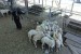 Hikmah Jamaah Haji Memotong Hewan Kurban. Foto: Suasana di pasar hewan An