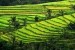 Subak di Tabanan, Bali