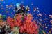 Terumbu karang di Laut Merah
