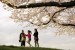 Turis menikmati cantiknya bunga sakura yang mekar di sekitar Tokyo, Jepang.