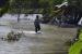 Warga berjalan menerobos banjir akibat luapan Sungai Way Ketibung di Desa Beringin Kencana, Candipuro, Lampung Selatan, Lampung.
