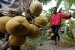 Warga membawa buah kelapa muda yang baru dipanen untuk dijual kepada pedagang musiman. (Ilustrasi) 