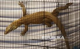 Barang bukti Komodo (Varanus Komodoensis) berada di dalam sangkar saat ungkap kasus perdagangan satwa di Polda Jawa Timur, Surabaya, Jawa Timur, Rabu (15/4/2026). Ditreskrimsus Polda Jawa Timur berhasil menggagalkan perdagangan komodo dan satwa dilindungi yang akan diselundupkan melalui Pelabuhan Tanjung Perak Surabaya.