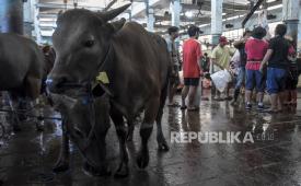 Petugas bersiap untuk menyembelih sapi qurban di Rumah Potong Hewan (RPH) Ciroyom, Jalan Arjuna, Kota Bandung, Jawa Barat, Kamis (29/6/2023). 