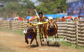 Joki memacu sapi dalam karapan sapi di Stadion Kerapan Sapi R.P Moch Noer, Bangkalan, Jawa Timur, Ahad (2/8/2026). Perlombaan yang diikuti 64 peserta dari empat kabupaten di Pulau Madura tersebut bertujuan untuk melestarikan olahraga tradisional khas Madura sekallgus ajang silaturahim bagi para pelakunya. 