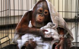 Bayi orangutan (ilustrasi). Kemenhut menggagalkan perdagangan bagian tubuh satwa dilindungi yang dijual daring dari Indonesia ke luar negeri.