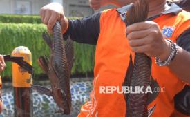 Petugas Penanganan Prasarana dan Sarana Umum (PPSU) menunjukkan ikan sapu-sapu yang berhasil di tangkap saat operasi pembersihan di Kali Cideng Plaza Indonesia, Jakarta, Jumat (17/4/2026). Pemprov DKI Jakarta membersihkan sejumlah sungai dan saluran air dari ikan sapu-sapu secara serentak di lima wilayah kota administrasi untuk menekan populasinya yang dinilai mengganggu ekosistem perairan Jakarta.
