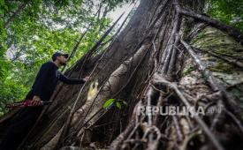 Seorang warga mengamati pohon Benuang Laki (Duabanga Molucccana Blume) berukuran besar di Hutan Hujan Tropis Kahung, Desa Belangian, Kabupaten Banjar, Kalimantan Selatan, Rabu (21/8/2024). Hutan tersebut  memiliki keanekaragaman hayati khas Pegunungan Meratus seperti pohon Binuang Laki, Beringin yang berukuran besar dan aneka jenis jamur serta terdapat fenomena kejadian bumi (geologi) yang telah ditetapkan menjadi salah satu situs Geopark Meratus untuk diajukan ke UNESCO Global Geopark (UGG). 