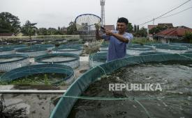 Pekerja menangkap ikan nila.