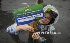 Peserta menanam pohon mangrove dalam kegiatan bersama BPKH di Angke Kapuk, Jakarta, Sabtu (7/12/2024).