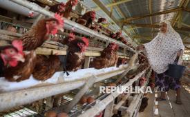 Peternak memberi makan ayam petelur di Kecamatan Lilirilau, Kabupaten Soppeng, Sulawesi Selatan, Jumat (8/8/2025). Peternak setempat mengaku biaya pakan ayam petelur di daerah itu mengalami peningkatan dari rata-rata Rp18 juta per bulan untuk 1.000 ekor ayam menjadi Rp22 juta per bulan, naik Rp4 juta atau sekitar 22,22 persen akibat minimnya pasokan jagung dari petani saat kemarau yang berdampak pada kenaikan harga jagung untuk pakan. 