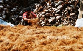 Pekerja menjemur serat sabut kelapa di tempat usaha pengolahan sabut kelapa. (ilustrasi)