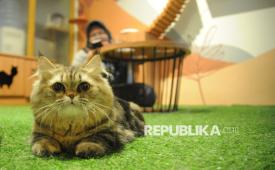 Kucing. Dalam kondisi tertentu, kucing justru menggigit saat dielus meski sebelumnya tampak jinak dan bersahabat.