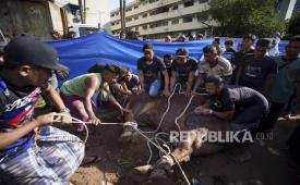 Para pria bersiap menyembelih sapi yang dagingnya nantinya akan dibagikan kepada orang-orang yang membutuhkan saat perayaan Idul Adha di Selayang, pinggiran Kuala Lumpur, Malaysia, Senin (17/6/2024). Idul Adha atau Hari Raya Kurban , dirayakan oleh umat Islam di seluruh dunia.