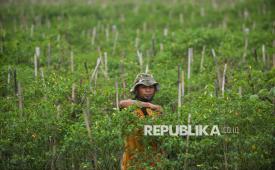 Petani Agro Zikir memetik cabai rawit merah Ori di area pertanian Pesantren Az-Zikra, Gunung Sindur, Kabupaten Bogor, Jawa Barat, Jumat (7/8/2026). Wakaf produktif semakin memperoleh perhatian sebagai instrumen pemberdayaan ekonomi umat.