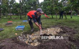 Pekerja menaruh limbah sisa Makan Bergizi Gratis (MBG) dari dapur Satuan Pelayanan Pemenuhan Gizi (SPPG) Bogor Tamansari Sukamantri sebagai pakan ternak di Jimmy Hantu Foundation, Kabupaten Bogor, Jawa Barat, Selasa (16/12/2025). SPPG Bogor Tamansari Sukamantri yang dikelola oleh Sujimin atau Jimmy Hantu menerapkan konsep zero waste dengan mengolah seluruh sisa makanan SPPG agar kembali memberikan nilai manfaat bagi ekosistem. Konsep zero waste di SPPG ini tidak hanya menekan sampah makanan secara drastis, tetapi juga dapat dimanfaatkan secara kreatif melalui pengolahan menjadi pakan maggot, pakan ternak dan bentuk pemanfaatan lainnya sehingga tidak berakhir sebagai sampah. Model ekonomi sirkular ini sejalan dengan visi Badan Gizi Nasional (BGN) untuk menghadirkan SPPG yang lebih efisien, mandiri, dan berkelanjutan.