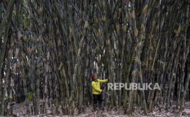 Pemprov Kalsel Kembangkan Wisata Bambu, Ingin Tiru yang Ada di Malang