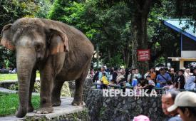 Sejumlah pengunjung melihat gajah di Taman Margasatwa Ragunan, Pasar Minggu, Jakarta.