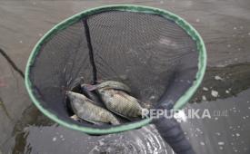 Lele, nila, hingga kembung jadi ikan favorit di delapan kota besar. (ilustrasi)