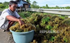 Unido Dampingi 1.500 Petani Rumput Laut Sulawesi Selatan dalam Program GQSP