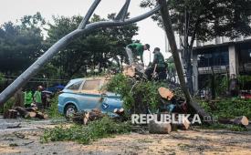 Pohon tumbang (ilustrasi). Badan Penanggulangan Bencana Daerah (BPBD) Kabupaten Malang mengingatkan masyarakat meningkatkan kewaspadaan terhadap potensi terjadinya pohon tumbang akibat angin kencang di tengah kondisi cuaca ekstrem.