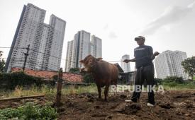 Pedagang merawat sapi di kawasan Karet Tengsin, Jakarta, menjelang Hari Raya Idul Adha.