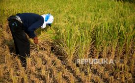 Petani memotong tanaman padi saat panen di Pundong, Bantul, Yogyakarta, Senin (9/10/2023). Pada panen raya 2023, Bantul memiliki rata-rata produksi beras di kisaran 8,89 ton. Jumlah ini melebihi jumlah rata-rata produksi padi nasional, karena di Bantul tidak ada gagal panen meski ada kemarau panjang disertai El Nino. Sementara itu, harga gabah kering untuk tingkat petani di Yogyakarta mengalami kenaikan sebesar 28,45 persen atau menjadi Rp 6.330 per kilogram, sementara HPP yang ditetapkan sebesar Rp 5 ribu per kilogram.