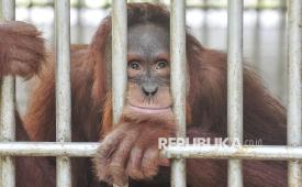 Orang utan Sumatra (Pongo abelii) berada di dalam kandang tempat rehabilitasi dan pelatihan orang utan Sumatra Open Orangutan Sanctuary (OOS) Danau Alo, Bentang Alam Bukit Tigapuluh, Tanjung Jabung Barat, Jambi, Kamis (22/1/2026). OOS Danau Alo yang didirikan sejak 2008 hasil kerja sama BKSDA Jambi dengan Frankfurt Zoological Society (FZS) itu telah melepasliarkan 205 individu orang utan Sumatra di Bentang Alam Bukit Tigapuluh dan saat ini masih merawat 10 individu orang utan. 