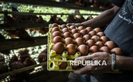 Peternak memanen telur ayam ras di sentra peternakan ayam (ilustrasi).