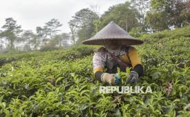 Petani memetik daun teh di area perkebunan teh di Jalancagak, Kabupaten Subang, Jawa Barat, Selasa (24/10/2023).