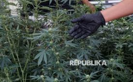 Petugas menunjukkan barang bukti tanaman ganja yang dibudidayakan di dalam rumah kontrakan saat rilis di Polres Jombang, Jawa Timur, Kamis (18/12/2025). Satresnarkoba Polres Jombang berhasil mengamankan empat orang tersangka pembudidaya tanaman ganja di rumah kontrakan sejak Maret 2025 dengan barang bukti sebanyak 156 pohon ganja di 110 polibag, 5,3 kilogram daun ganja basah hasil panen kedua, empat toples fermentasi ganja, serta biji-biji tanaman ganja yang biji tanaman ganja tersebut awalnya dibeli secara online dari luar negeri. 