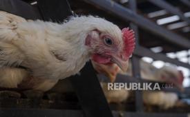 Sejumlah ayam pedaging jenis broiler berada di dalam kandang sebelum didistribusikan.