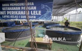 Seorang Warga Binaan Pemasyarakatan (WBP) memberi makan ikan lele di Lembaga Pemasyarakatan (Lapas) Kelas I Surabaya, Porong, Sidoarjo, Jawa Timur, Sabtu (13/6/2026). Lapas Kelas I Surabaya memberikan pelatihan keterampilan melalui program pembinaan kemandirian untuk membekali WBP dengan kemampuan produktif agar dapat mandiri secara ekonomi setelah bebas dan kembali berperan sebagai anggota masyarakat yang bertanggung jawab. 