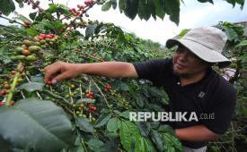 Petani Kopi Rudi Sugiman memetik kopi di kebun kopi Desa Pulosari, Kecamatan Pangalengan, Kabupaten Bandung, Sabtu (7/2/2026). Kawasan perkebunan kopi sekaligus tempat pengelohan kopi di Pangalengan saat ini menjadi salah satu tujuan wisata eduksi sekaligus menikmati kopi Arabika asli khas Pangalengan yang terkenal dengan rasanya yang unik dan berkualitas tinggi.