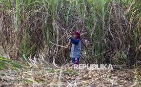 Petani memanen tebu di Jatitujuh, Majalengka, Jawa Barat, Senin (11/8/2025). 