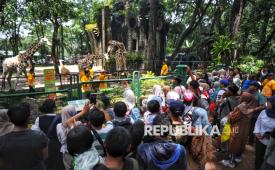 Sejumlah pengunjung melihat jerapah di Taman Margasatwa Ragunan, Pasar Minggu, Jakarta. Tercatat, sebanyak 12.194 wisatawan mengunjungi kebun binatang seluas 147 hektare tersebut bertepatan dengan momen libur Isra Miraj, Jumat (16/1/2026). (Ilustrasi)