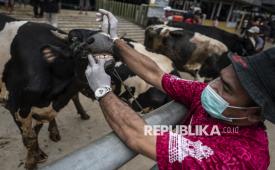 Petugas paramedik veteriner memeriksa memeriksa kesehatan seekor sapi milik pedagang sebelum dijual di pasar penanggalan Jawa (Pasaran Pon), Pasar Hewan Ambarawa, Kabupaten Semarang, Jawa Tengah, Kamis (21/5/2026). Unit Pelayanan Teknis Daerah (UPTD) Puskeswan, RPH dan Pasar Hewan Dinas Pertanian, Perikanan dan Pangan (Dispertanikap) Kabupaten Semarang, Jawa Tengah memperketat pengawasan kesehatan hewan ternak, terutama sapi, menjelang Idul Adha 1447 Hijriah di Pasar Hewan Ambarawa guna memastikan hewan yang diperjualbelikan sehat dan bebas dari penyakit menular seperti penyakit mulut dan kuku (PMK) dan Lumpy Skin Disease (LSD) atau cacar sapi dan kerbau. 