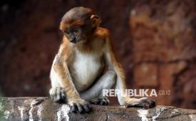 Seekor bayi bekantan (Nasalis larvatus) berusia 2,5 bulan berada di kandang di Batu Secret Zoo, Jatim Park 2, Kota Batu, Jawa Timur, Selasa (14/4/2026). Pengelola taman satwa tersebut berhasil menambah populasi primata endemik Kalimantan yang terancam punah itu dari lima ekor menjadi 10 ekor melalui program konservasi berupa pengembangbiakan yang dilakukan dalam dua tahun terakhir. 