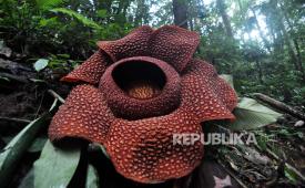 A six-petaled Rafflesia Arnoldi flower bloomed at the Rare Flower Conservation Park in Kepahiang Regency, Bengkulu Province, on Thursday (March 28, 2024).