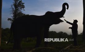 Mahout (pawang) memberi makan gajah Sumatra (Elephas maximus sumatranus) jinak di Pusat Informasi Konservasi Gajah (PIKG) BKSDA Jambi, Bentang Alam Bukit Tigapuluh, Muara Sekalo, Tebo, Jambi, Jumat (23/1/2026). PIKG yang resmi beroperasi pada 2022 dengan lima gajah Sumatra jinak tersebut merupakan pusat pencegahan konflik gajah liar di Bentang Alam Bukit Tigapuluh dan sekaligus tempat wisata alam dan edukasi konservasi. 
