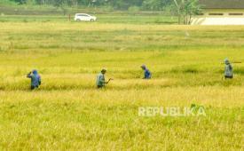 Ilustrasi para petani memanen padi secara tradisional di sawah yang mereka garap, di lingkungan di Desa Boto, Kecamatan Bancak, Kabupaten Semarang, pada masa panen raya padi Februari 2023 lalu. Dispertanikap Kabupaten Semarang melakukan antisipasi dalam menjaga produktifitas pertanian di tengah prediksi El Nino lemah yang berpeluang terjadi pada pertengahan tahun ini.