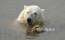 Seekor beruang kutub di Taman Margasatwa Yorkshire di Doncaster tetap sejuk di danau, karena taman ditutup sementara karena cuaca panas saat suhu mencapai rekor di Inggris, Senin 18 Juli 2022. Peringatan panas ekstrem pertama di Inggris berlaku untuk sebagian besar Inggris karena cuaca panas dan kering yang telah menghanguskan daratan Eropa selama seminggu terakhir bergerak ke utara, mengganggu perjalanan, perawatan kesehatan, dan sekolah.