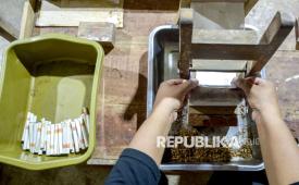 Para pekerja mengemas rokok di Yogyakarta, Jumat (16/1/2026). Pemerintah Indonesia berencana menambahkan satu lapisan tambahan pada struktur tarif cukai rokok di tahun ini. Langkah ini dilakukan sebagai bagian dari upaya untuk mengekang distribusi tembakau ilegal. 