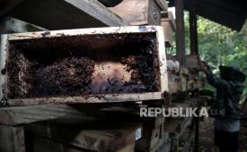 Peternak memeriksa sarang lebah madu trigona.