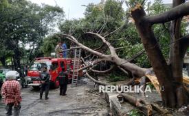 Pohon tumbang di Jalan Sukajadi, Kota Bandung, Jumat (3/4/2026). Hujan deras disertai angin kencang menyebabkan banyak pohon tumbang di kota Bandung. Sejumlah akses jalan pun sempat terputus tidak bisa dilalui kendaraan.