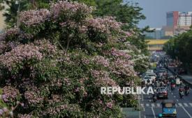 Suasana jalanan di kawasan Kramat Raya yang dihiasi oleh pemandangan bunga tabebuya yang bermekaran di Jakarta, Senin (24/8/2026). Bunga yang bermekaran di sepanjang jalan tersebut menjadi pemandangan yang dapat dinikmati oleh pengendara dan pejalan kaki. Bunga yang berwarna putih dan pink bermunculan dibeberapa ruas jalan di Jakarta. Fenomena mekarnya bunga tabebuya terjadi pada musim kemarau antara bulan Juli hingga Oktober.